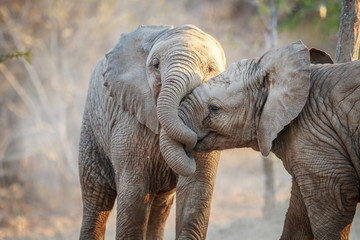 two elephants playing.