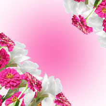 Beautiful Floral Background Of White Irises And Pink Tsiny 