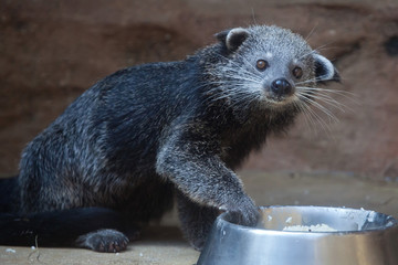 Wall Mural - Binturong (Arctictis binturong)