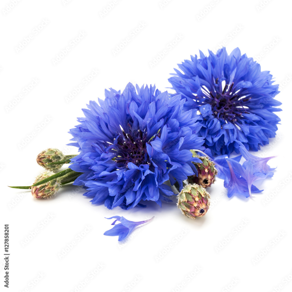 Blue Cornflower Herb or bachelor button flower head isolated on - obrazy, fototapety, plakaty 