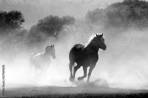 Dekoracja na wymiar  dzikie-konie-we-mgle