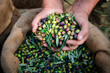 © gatsi - Harvested fresh olives in the hands of the farmer, Crete, Greece