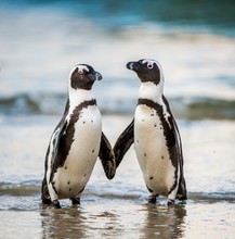 African Penguin Walk Out Of The Ocean On The Sandy Beach. African Penguin ( Spheniscus Demersus) Also Known As The Jackass Penguin And Black-footed Penguin. Boulders Colony. South Africa