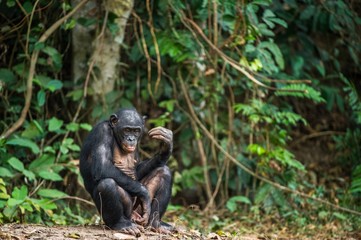 Wall Mural - The Bonobo ( Pan paniscus) in rain forest. Natural green jungle background. Democratic Republic of Congo. Africa