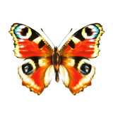 Fototapeta Motyle - butterfly,isolated on a white