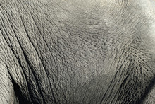 Closeup Of  Elephant Skin