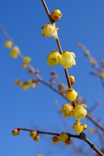 Wintersweet On A Sunny Day
