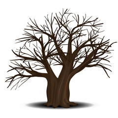 Wall Mural - detached tree without leaves with shadow