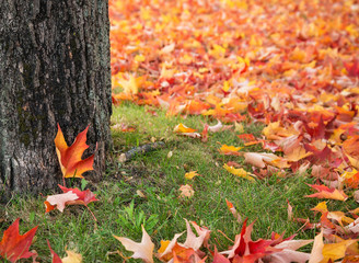 Wall Mural - colorful autumn maple leaves blanket under tree