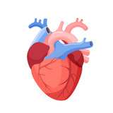 Fototapeta Dinusie - Anatomical Heart Isolated. Muscular Organ in Human