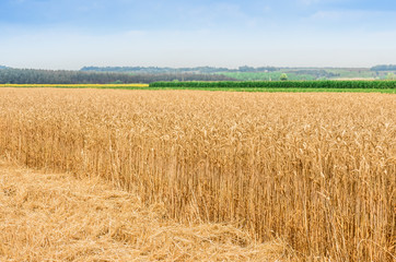 organic golden ripe ears of wheat in field