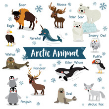 Arctic Animal Cartoon On White Background With Animal Name. Penguin, Polar Bear, Reindeer. Walrus. Moose. Snowy Owl. Arctic Fox. Eagle. Killer Whale. Bison. Seal. Puffin. Narwhal. Vector Illustration.