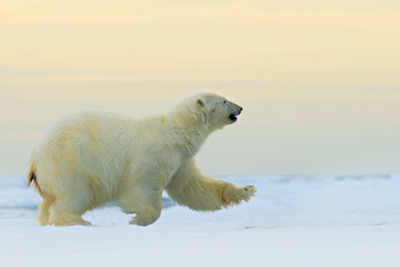 Wall Mural - Polar bear running on the ice with water, on drift ice in Arctic Russia. Polar bear in the nature habitat with snow. Big animal with snow. Action wildlife scene with polar bear, Russia. Danger.