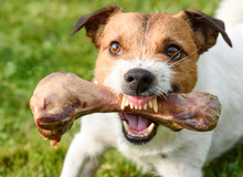 Frightening Jaws Of Angry Dog Protecting Big Bone