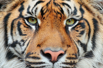 Wall Mural - close-up detail portrait of tiger. sumatran tiger, panthera tigris sumatrae, rare tiger subspecies t