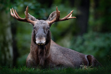 moose, north america, or eurasian elk, eurasia, alces alces in the dark forest during rainy day. bea