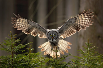 action scene from the forest with owl. flying great grey owl, strix nebulosa, above green spruce tre