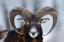 Winter Portrait Of Big Forest Animal. Mouflon, Ovis Orientalis, Forest Horned Animal In Nature Habitat. Close-up Portrait Of Mammal With Big Horn, Czech Republic. Wild Sheep In The Snow. Cold Winter.