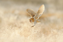 Owl Flight. Hunting Barn Owl, Wild Bird In Morning Nice Light. Beautiful Animal In The Nature Habitat. Owl Landing In The Grass. Action Wildlife Scene With Owl, United Kingdom. Nice Low Light.