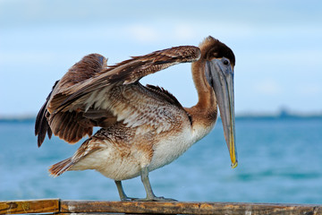 Wall Mural - Pelican starting in the blue water. Brown Pelican splashing in water. bird in the dark water, nature habitat, Florida, USA. Wildlife scene from ocean. Brown pelican in the nature. Big brown bird.