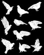 ten dove sketches isolated on black