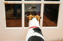 Dog Looks Throgh The Glass Door