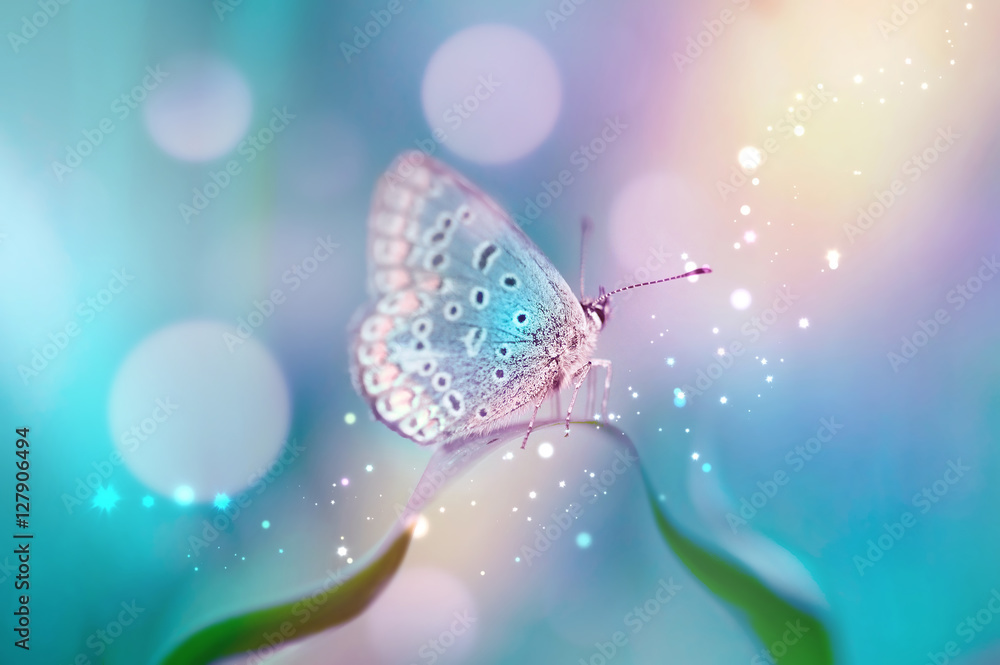 Beautiful white butterfly on white flower buds on a soft blurred blue background spring or summer in nature. Gentle romantic dreamy artistic image, beautiful round bokeh. - obrazy, fototapety, plakaty 