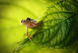 Cute funny little frog sitting and looking on a green leaf in the spring or in the summer on the nature close up macro. Beautiful soft background blur bokeh.