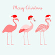 Three flamingos with Santa Claus hats, isolated vector illustration