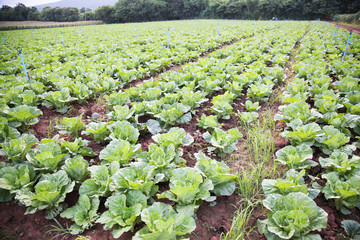 cabbage farm