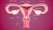 © PIC4U - 3d render Female reproductive system