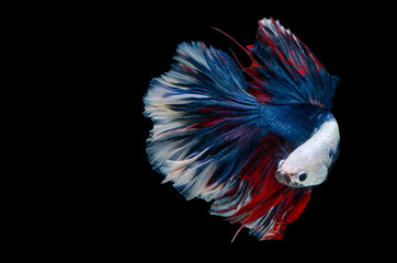 Wall Mural - Rhythmic of Betta fish, siamese fighting fish,isolated on black