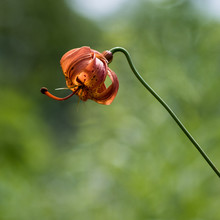 Michigan Lily Wildflower
