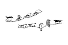 Hand Drawn Birds