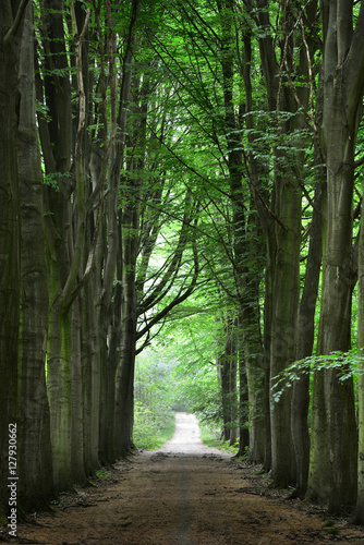 Zdjęcie XXL Przejście w zielonym wiosna buku lesie w Leuven, Belgia
