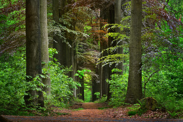 Walkway in a green Spring beech forest in Leuven, Belgium