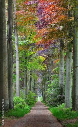 Naklejka dekoracyjna Walkway in a green Spring beech forest in Leuven, Belgium