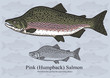 Pink Salmon, Humpback Salmon (Spawning phase). Vector illustration for artwork in small sizes. Suitable for graphic and packaging design, educational examples, web, etc.
