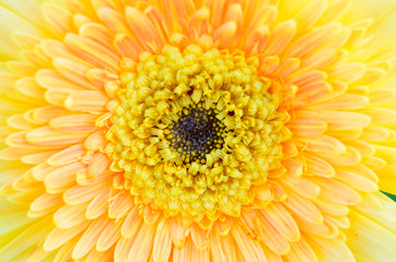 Wall Mural - closed up yellow gerbera flowers