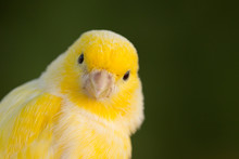 Beautiful Yellow Canary