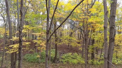 Wall Mural - Aerial footage of fall woods in fall