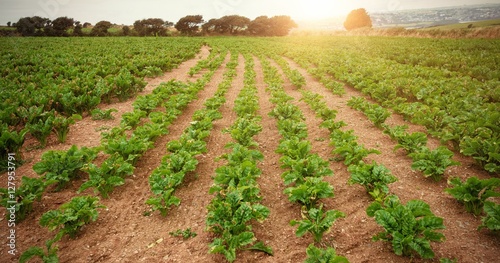Tapeta ścienna Zielona plantacja na polu