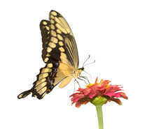 Papilio Cresphontes, Giant Swallowtail Butterfly Feeding On A Pink Zinnia - Isolated On White