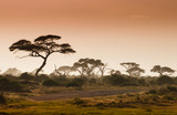 Fototapeta Sawanna - Amazing african landscape with acacia tree