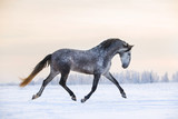 Fototapeta Konie - Andalusian grey horse in winter sunset