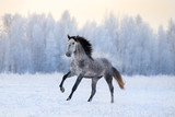 Fototapeta Konie - Andalusian horse on winter background
