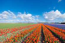 Endless Rows Of Blooming Tulips