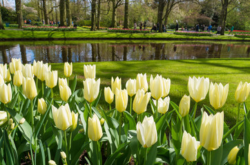 Wall Mural - colorful blooming tulips