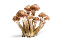 Armillaria Mellea - Honey Gel Hallimasch Mushroom