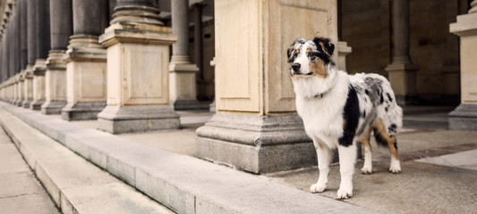 Australian Shepherd on the promenade in Karlovy Vary